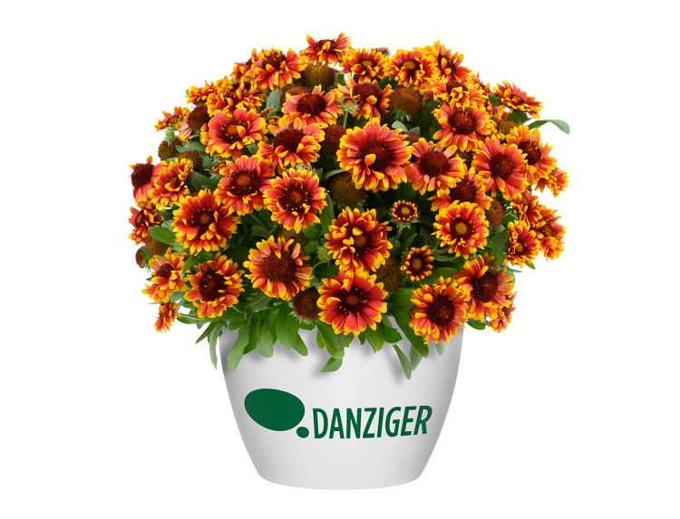 Gaillardia hybrida GUSTO™ Orange Zest — ThinkPlants